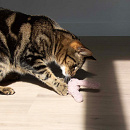 D&D Kattenspeelgoed Clover Assorti