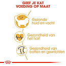 Royal Canin Kattenvoer Ragdoll Adult 2 kg