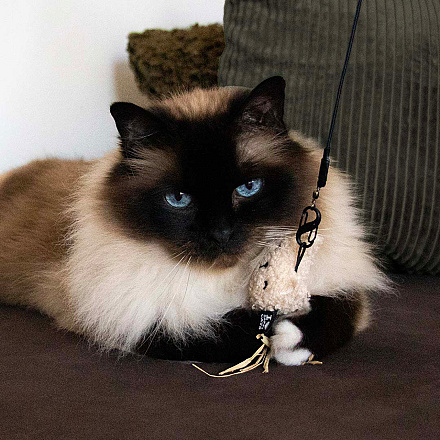 D&D Kattenspeelgoed Indy Assorti